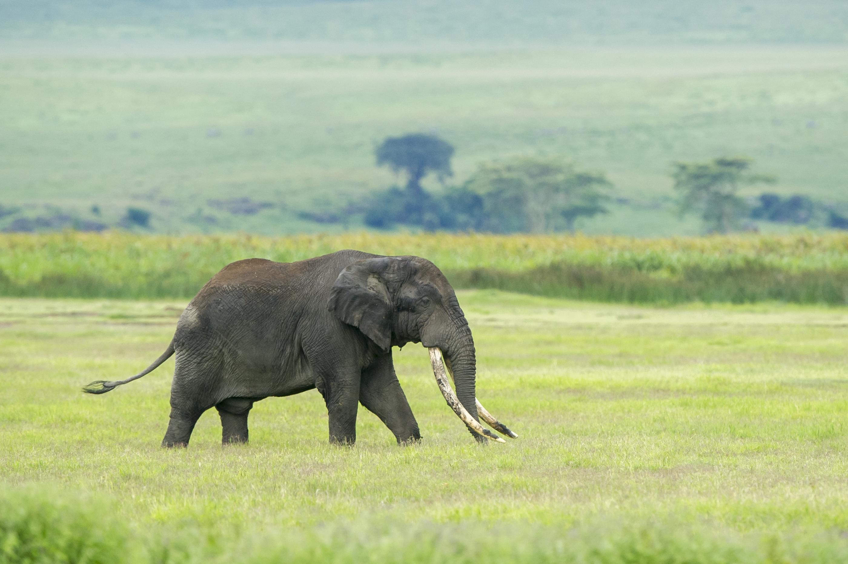 Elephant in Ngorongoro Crater